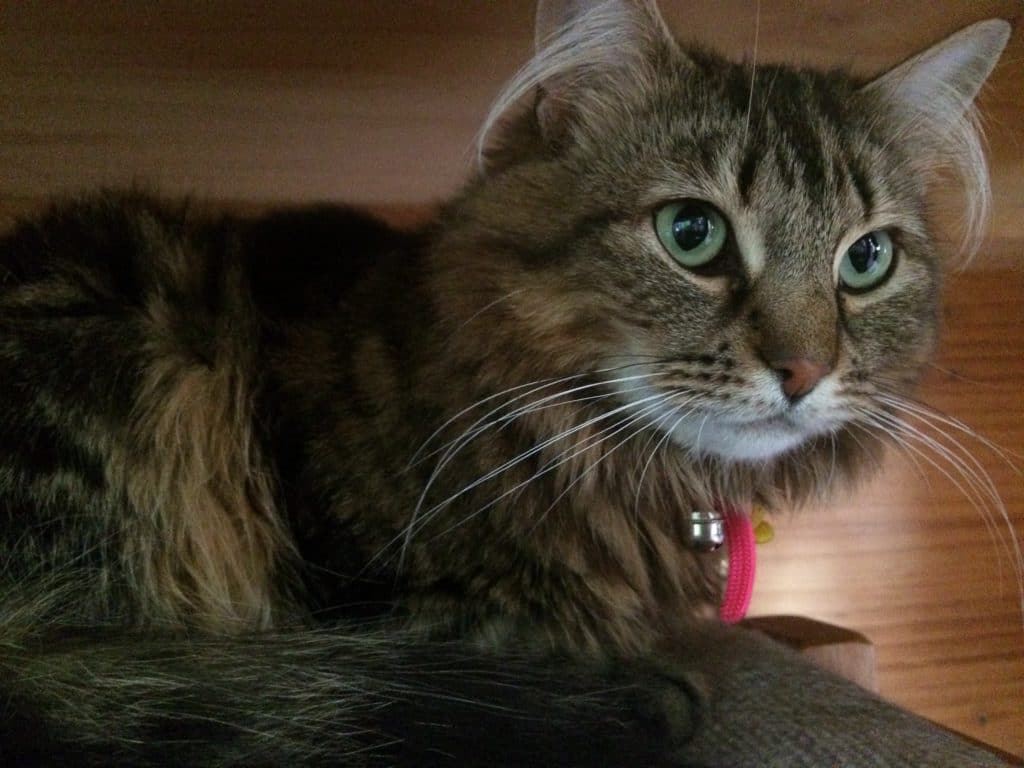 Exposing your timid cat to new people will help them get used to strangers.