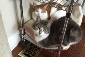 Former feral cat, Isabelle, and friend