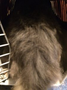 Get them used to eating in a carrier to make vet visits easier