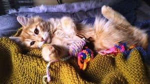 Lost cats face hazards if they get out near busy roads. Gizmo was hit and killed by a car soon after being adopted, after getting off a balcony.