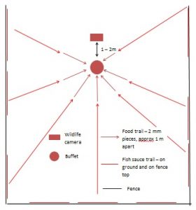 Diagram showing how to set up wildlife camera, buffet, food and fish sauce trails