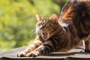 Tabby cat stretching and yawning