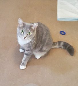 Lost and very timid cat, Katerina, looking up at her foster carer before she became lost. She's a short-haired tabby and white cat.