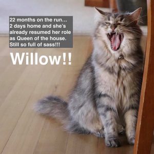 Willow yawning - still boss of the house