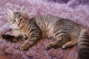 Eight month old tabby cat Willow lying on a fluffy mauve blanket