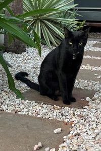 Lost black cat Claude
