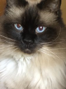 Photo of Ragdoll cat, Rummy
